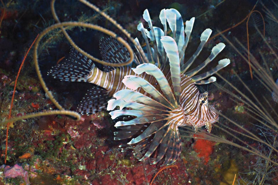 A striped lionfish spreads its fins above the seabed.
